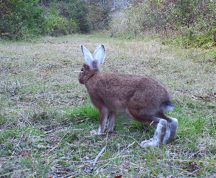 SnowshoeHare_092711_1816hrs.jpg - Snowshoe Hare (Lepus americanus)